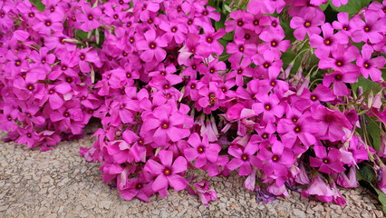 pink oxalis with a gendarme (Pyrrhocoris apterus) in one of the flowers