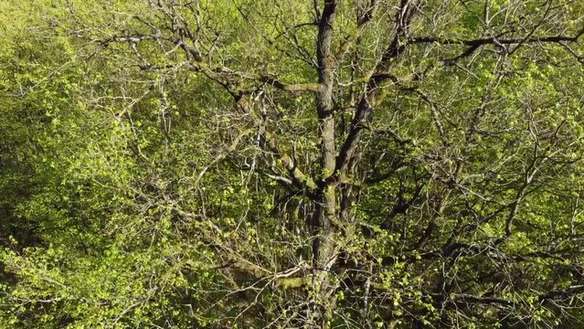 Drohne fliegt im Fr&uuml;hling an Eichenbaum im Wald von oben nach unten