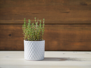 thyme in white pot with gray motifs. dark wood background. sunny day. shade on table.