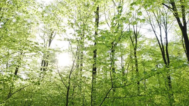 Drohne fliegt von unten nach oben an Buchenbäumen im Frühling, Blattaustrieb