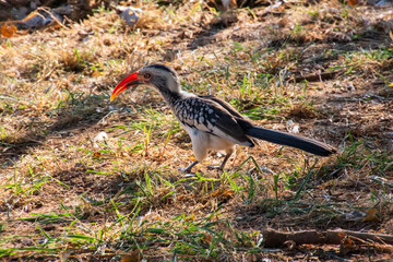 Red-Billed Hornbill, Kruger National Park