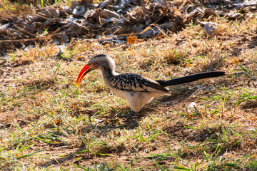 Red-Billed Hornbill, Kruger National Park