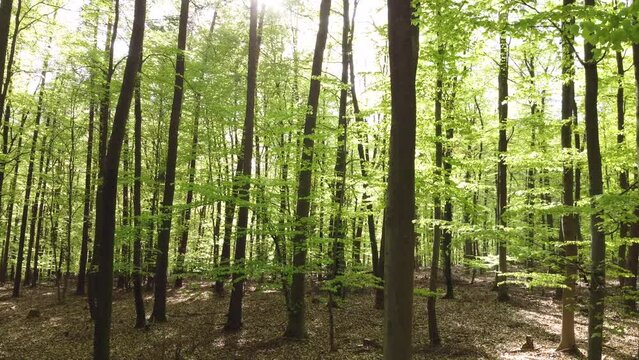 Drohne fliegt langsam quer durch grünen Buchenwald im Frühling, Blattaustrieb
