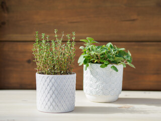 thyme in white pot with gray motifs in front and oregano in pot behind. dark wood background. sunny. shade on the table