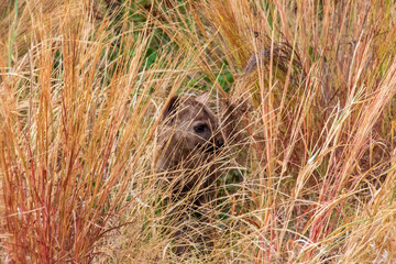 Spotted Hyena cub in grass, Kruger National Park