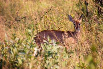 Steenbok in grass, Kruger National Park