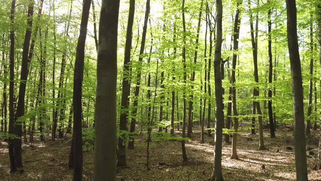 Drohne fliegt langsam quer durch grünen Buchenwald im Frühling, Blattaustrieb