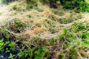 Cuscuta, dodder, parasitic plant. Creeper plant.