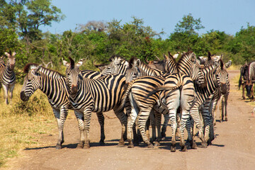 Fototapeta na wymiar Zebra Face, Kruger National Park