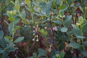 Spring flowering of wild blueberries on the background of young leaves