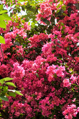 Beautiful bougainvillea flowers