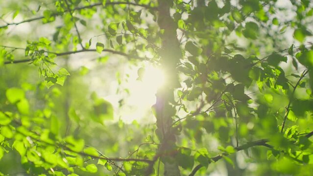 Sun branch sunset fresh leaves summer spring tree boken wind