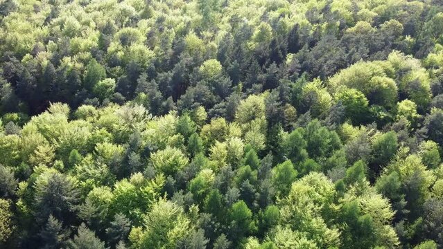 Drohne fliegt über die grünen Baumkronen eines Laubwaldes im Frühling, Luftaufnahme