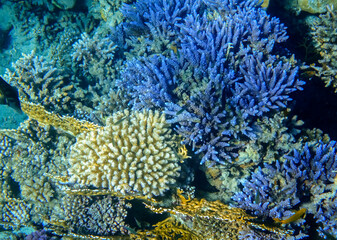Naklejka na ściany i meble blue fragile corals at the reef in the red sea egypt