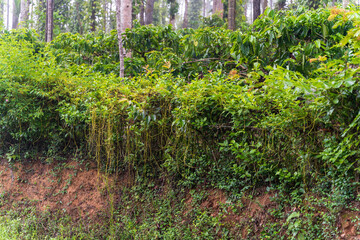 Cuscuta, dodder, parasitic plant. Creeper plant.