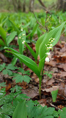 sprigs of lily of the valley in the forest