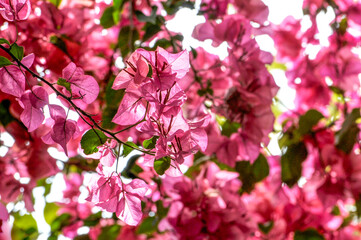 Beautiful bougainvillea flowers