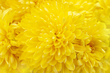 Yellow chrysanthemum flowers background. Selective focus closeup summer, autumn plants for mother's day, birthday, holiday. Macro. Copy space