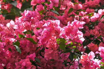 Beautiful bougainvillea flowers