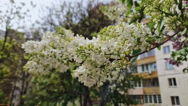 Branch of bluming white lilac on blurred background of building