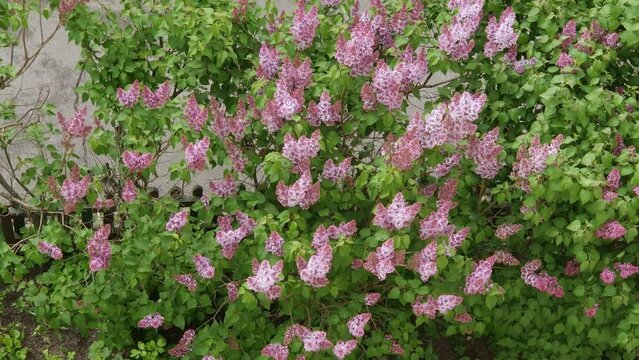 Bushes of bluming purple lilac, top view in overcast weather