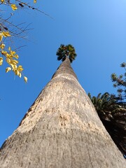 Palme San Benedetto del Tronto 