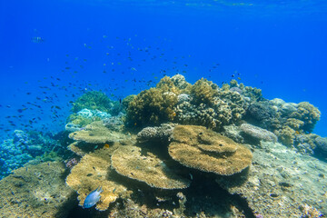 Fototapeta na wymiar thousands of little fishes over amazing corals in deep blue water from