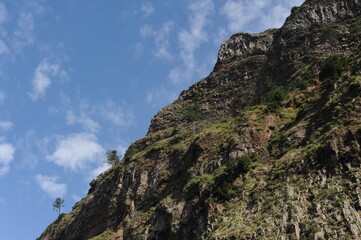Solitary tree growing on a steep rock mountain with blue sky and shite clouds on a sunny summer day