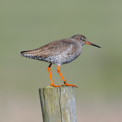 Graceful Sentinel: Redshank Perched on a Weathered Fence Post.