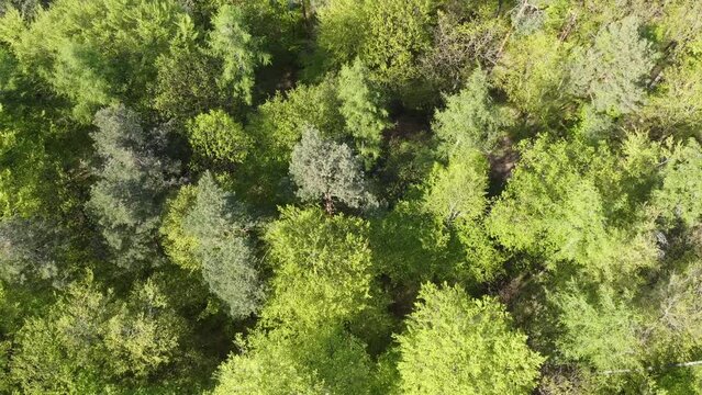 Drohne fliegt &uuml;ber die gr&uuml;nen Baumkronen eines Laubwaldes im Fr&uuml;hling, Luftaufnahme