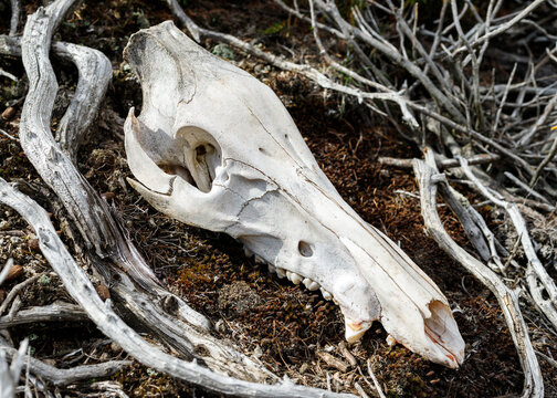 The skull of a wild boar (Sus scrofa) lying on ground among juniper branches.