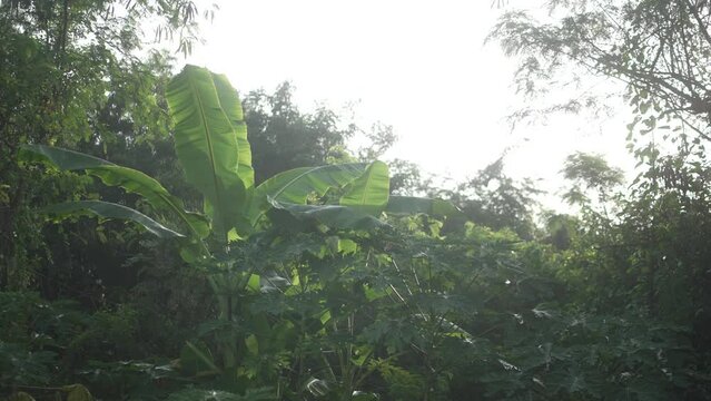 papaya and banana tree with fruits wide shot