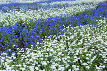 White and blue field flowers on a spring cloudy day. Side view, selective focus.