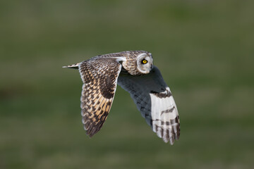 Silent Hunter: Majestic Short-eared Owl Taking Flight in Search of Prey