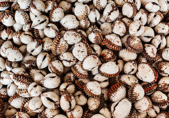 Scallops close up background texture