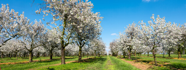 orchard with blossoming trees under blue sky and spring flowers in dutch province of limburg