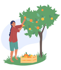 Fototapeta premium Woman gathering ripe fruits from tree vector illustration