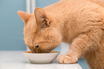 domestic cat eats from a bowl on the table