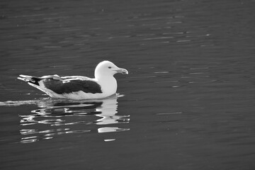 seagull swimming on the fjord, black and white. The sea bird is reflected in the water