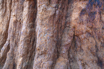 Stamm und Rinde eines Mammutbaum im Sequoia National Park in Kalifornien