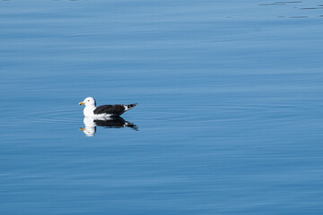 Fototapeta na wymiar seagull swims on the fjord in Norway. The sea bird is reflected in the water.