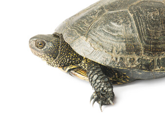 Large turtle isolated on a white background.
