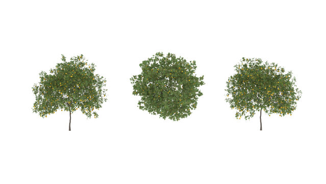 3D rendering Lemon tree plant front, back, and top view isolated on a white background by the front view, a Single Tree full of ripe lemons from an orchard in southern Europe