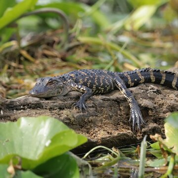 Adorable Little Baby Alligator Gator Resting on Log 