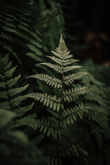 Macro photo of tropical jungle, isolated against the dark, black backdrop. Isolated fern.