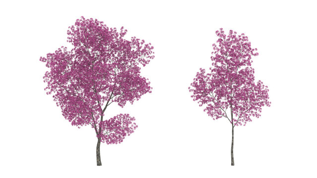 3D rendering of red lapacho tree isolated on white background. Pink flowers on a tree