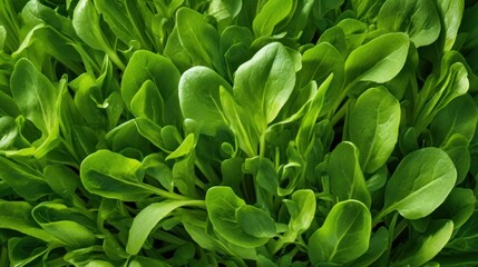 Fototapeta premium Young arugula or ruccola fullframe as texture