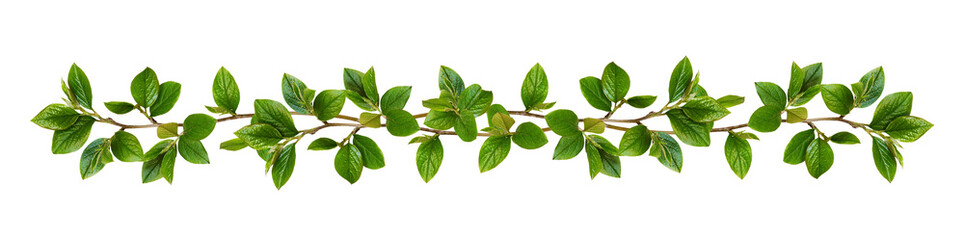 Fototapeta na wymiar Twigs with green leaves in a floral garland isolated on white or transparent background