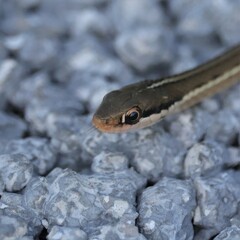 World's Cutest Little Smiling Ribbon Snake