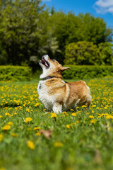 a corgi dog on its hind legs